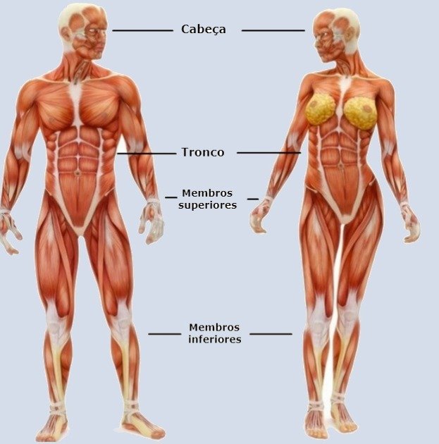 Membros do Corpo Humano (membros superiores e inferiores) - Toda