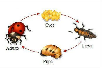 Featured image of post Insetos Nomes E Imagens / Para conseguir clicar essas imagens, o profissional contou com a ajuda de um microscópio eletrônico de varredura (mev), que lhe permitiu tirar fotografias enquanto um microscópio óptico consegue ampliar uma imagem centena de vezes, um mev é capaz de ampliar o objeto em milhões de vezes.