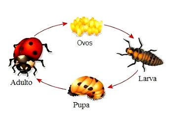 Biologia dos Insetos: Hymenoptera