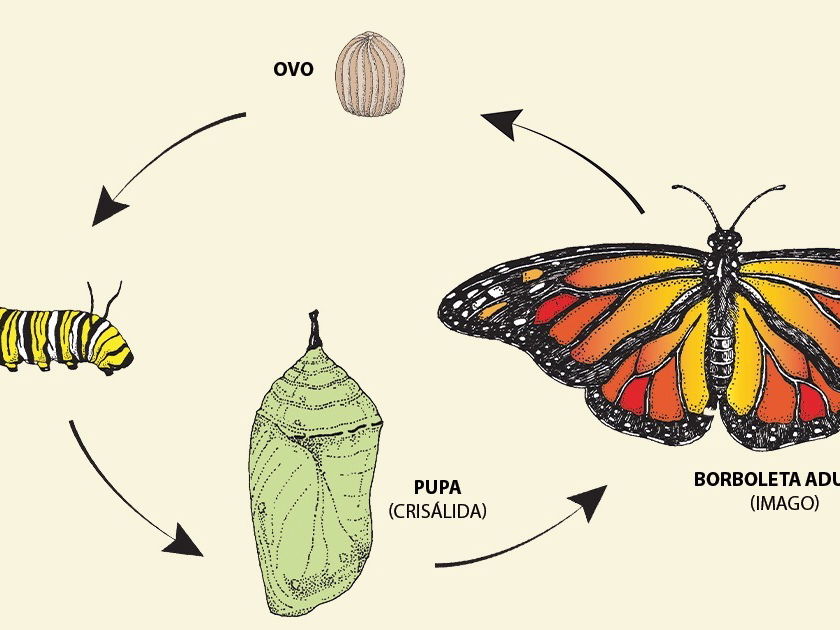 borboleta O tempo do casulo é o segredo da borboleta. Não revele o p