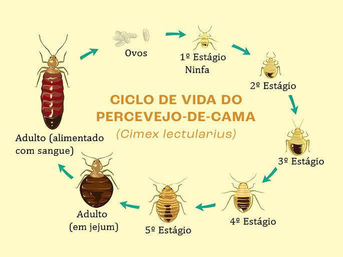 Metamorfose dos Animais