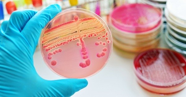 Microbiologia: resumo, o que é e microrganismos - Toda Matéria
