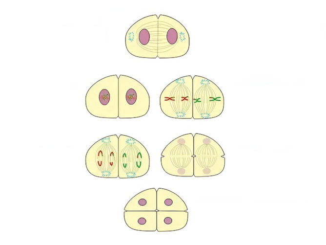 Mitose e Meiose