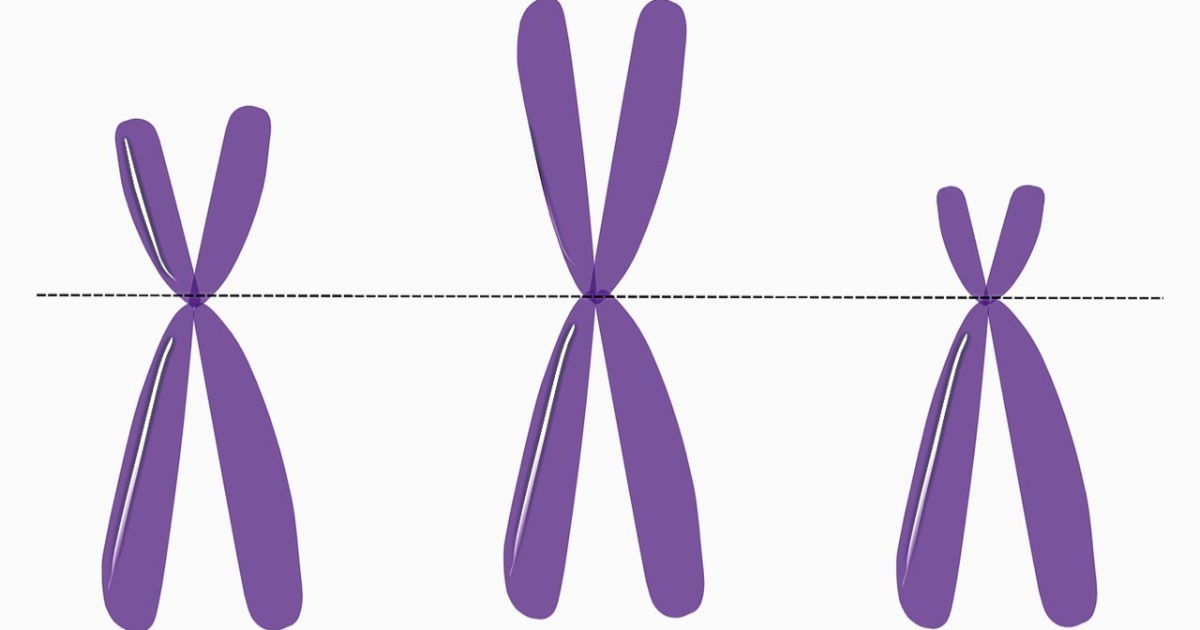 Mitose e meiose: tudo sobre os processos de divisão celular!