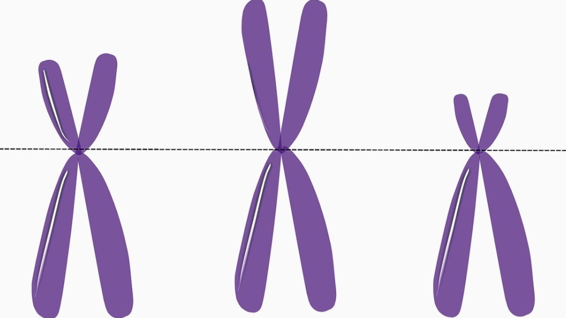 Meiose: definição, etapas, meiose X mitose, resumo - Biologia Net