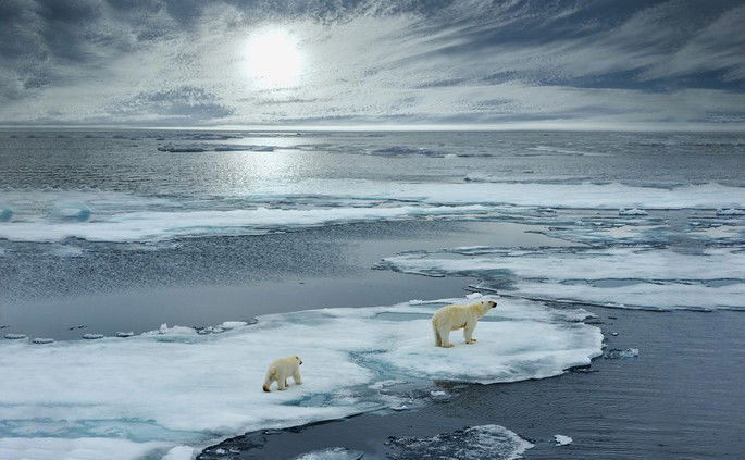 Urso polar e filhote buscando caminho pelo gelo para seguir