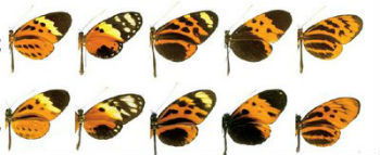 Mimetismo mulleriano