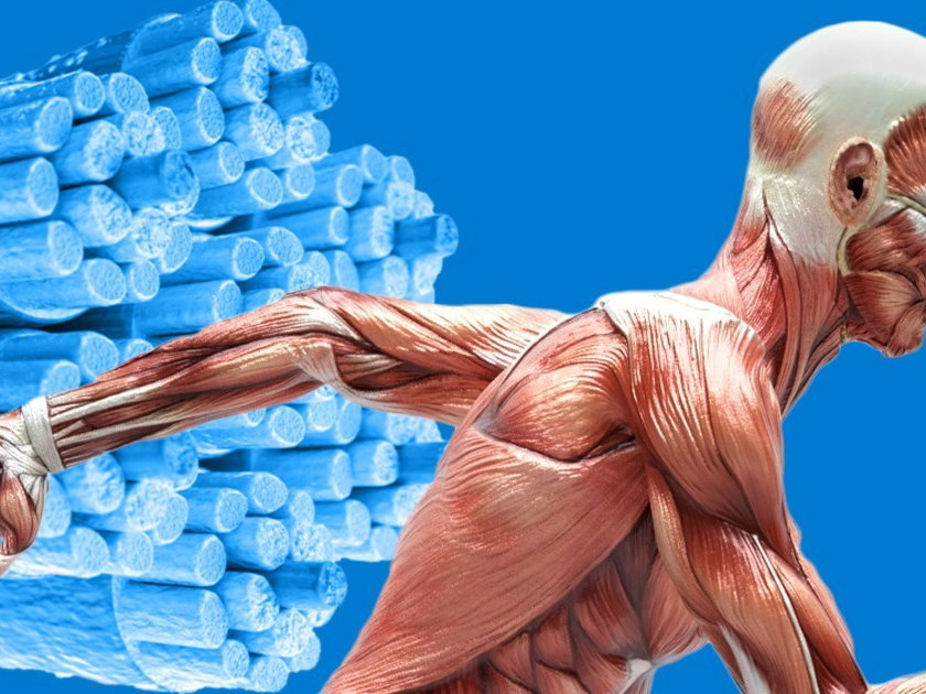 Musculos Extensores Das Pernas