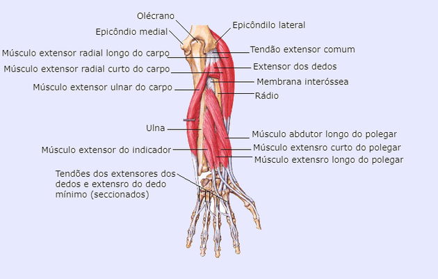 Músculos do membro superior antebraço