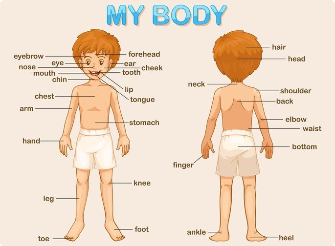 partes do corpo em inglês body parts
