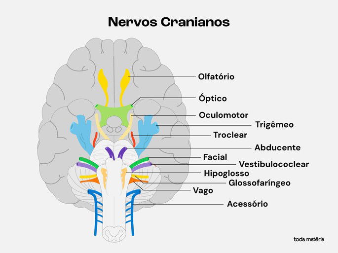 Nervo craniano - classifica&ccedil;&otilde;es.
