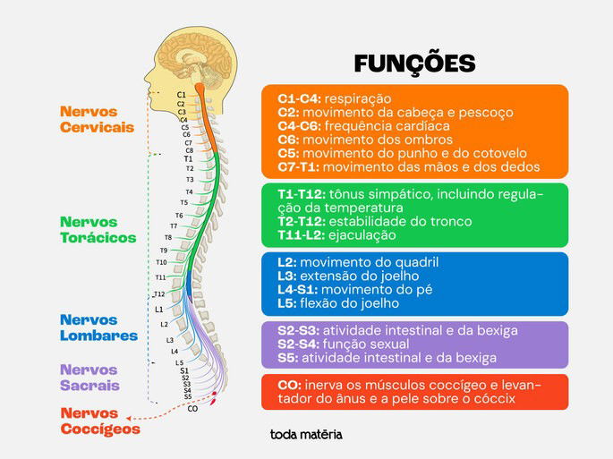 Nervos raquidianos da medula espinhal