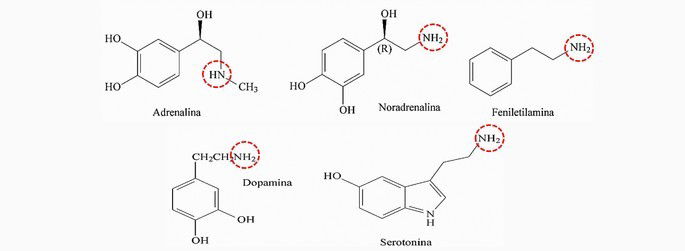 Neurotransmissores