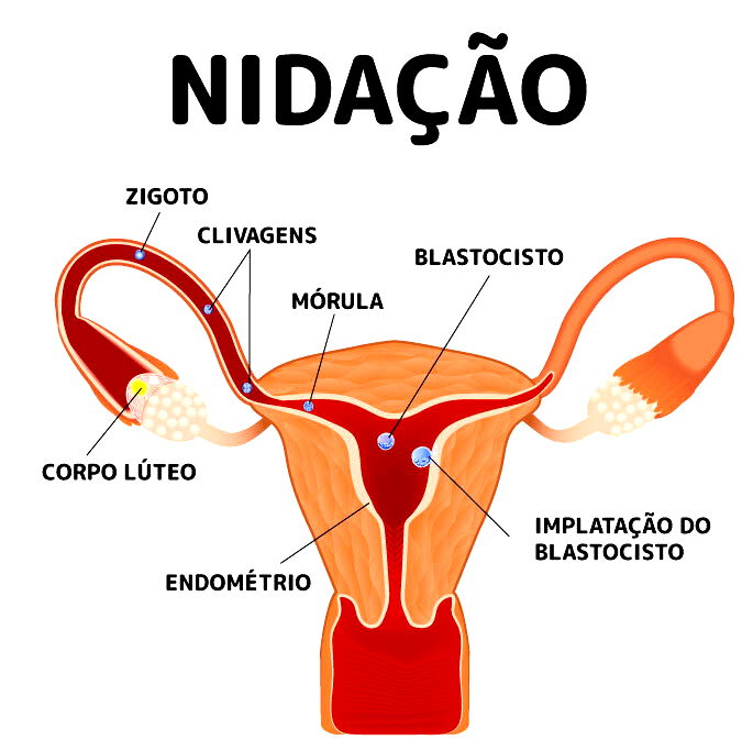 Nidação