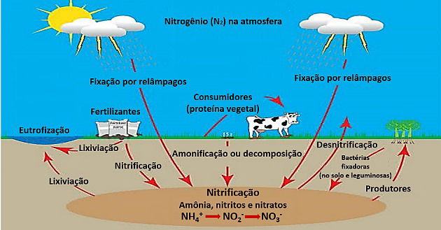 ciclo do nitrogênio