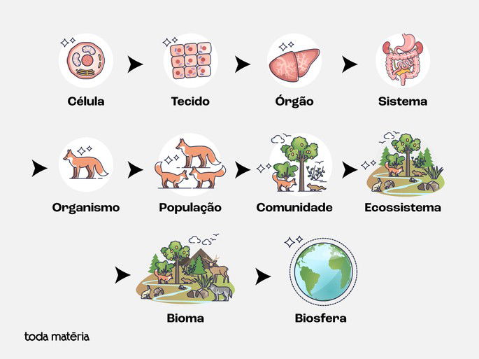 Todos os níveis de organização da vida em sequência