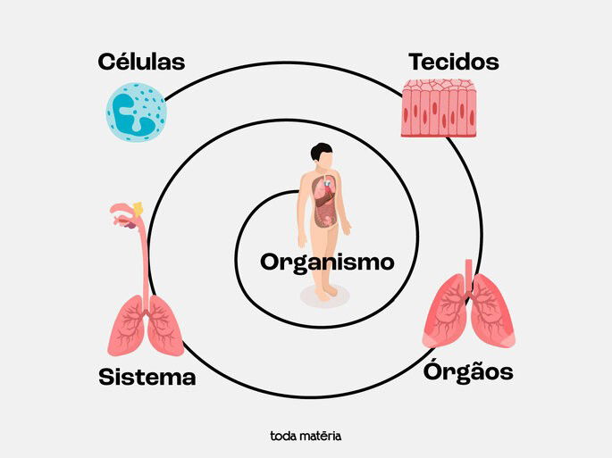 Entenda o Corpo Humano: suas partes, órgãos e anatomia - Toda Matéria