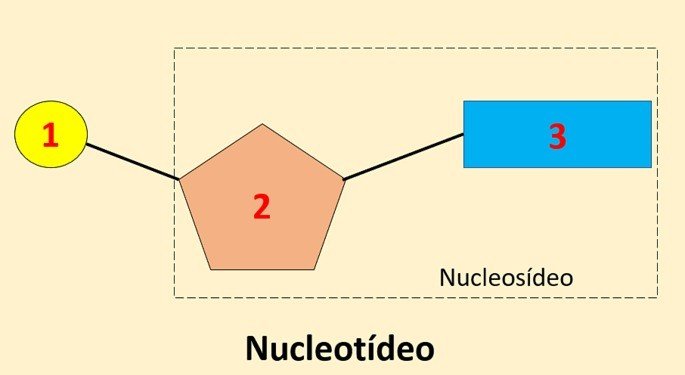 Estrutura de um nucleotídeo