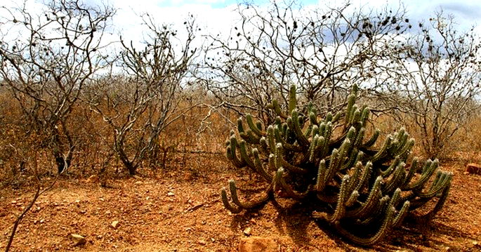 Domínios morfoclimáticos do Brasil: quais são? - Brasil Escola