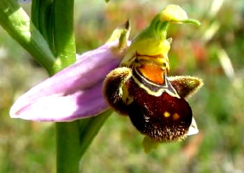 Ophrys apifera