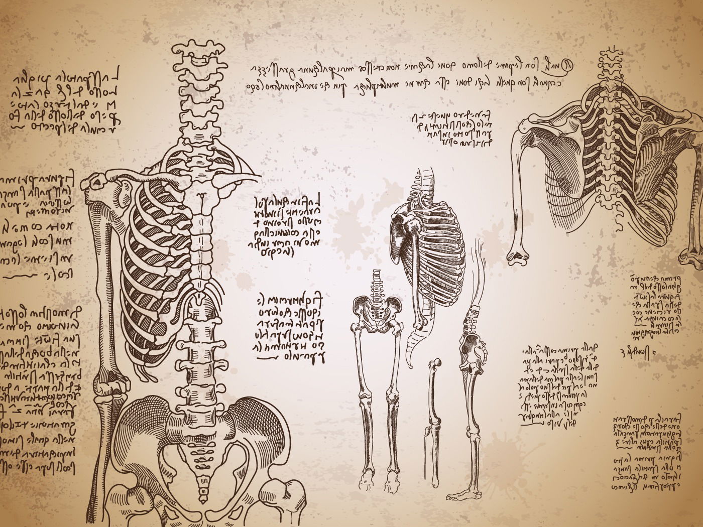 O Que é Uma Anatomia O Que é Uma Anatomia