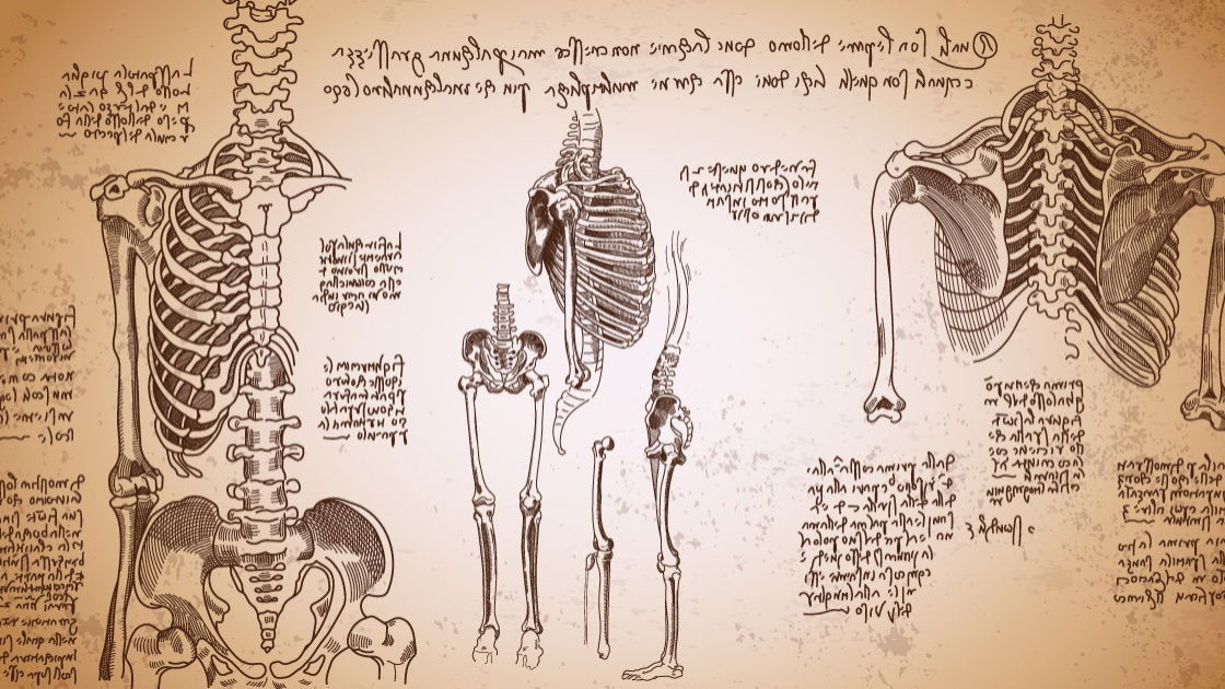 O Que é Uma Anatomia