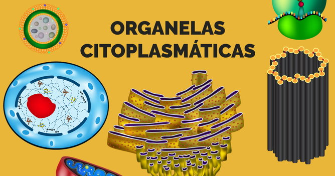 Organelas Celulares