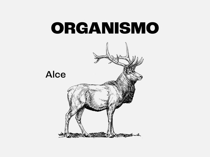 Representação de um alce