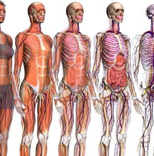 Orgaos Do Diagrama Do Corpo Humano