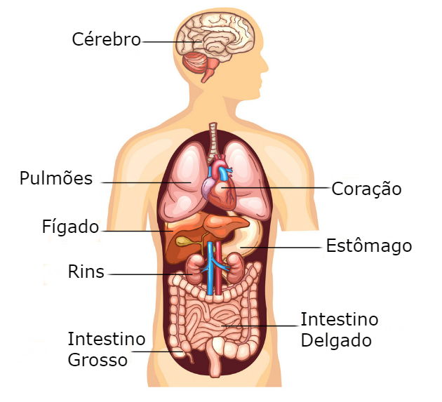 Ciências Para Curiosos O Corpo Humano