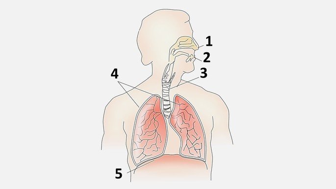 Órgãos do Sistema Respiratório