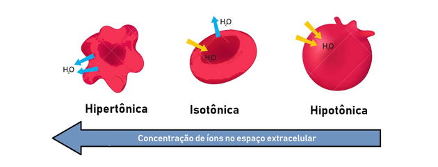 Movimento da Ã¡gua nas cÃ©lulas e osmose