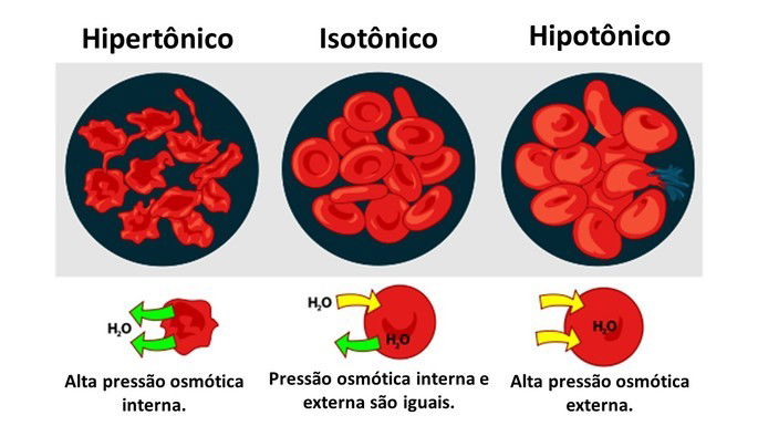 como ocorre a osmose em uma célula animal
