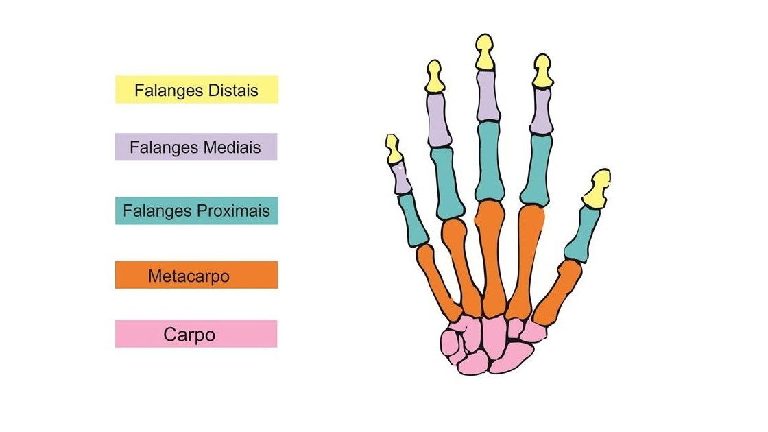 diagrama dos ossos do carpo