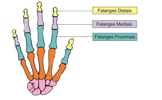 Ossos da mão função nomes e localização Anatomia Toda Matéria