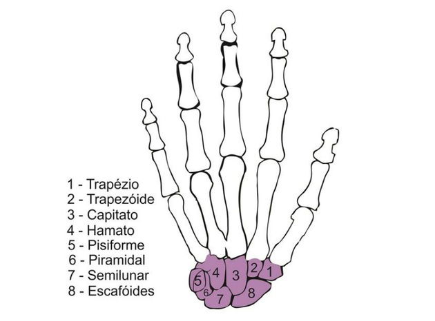 Como Estudar Os Ossos Da M O Anatomia Humana I