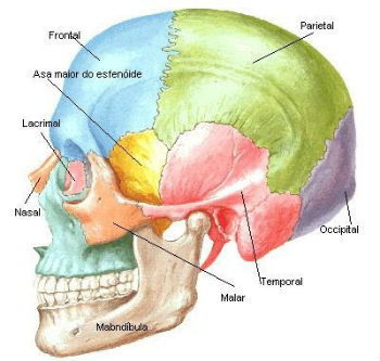 Esqueleto Axial - Toda Matéria