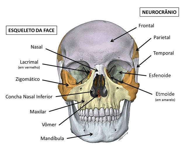 Mandíbula - Vista Medial  Anatomia dos ossos, Anatomia cabeça e pescoço,  Crânio anatomia