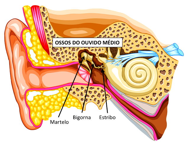 Mandíbula - Vista Medial  Anatomia dos ossos, Anatomia cabeça e pescoço,  Crânio anatomia