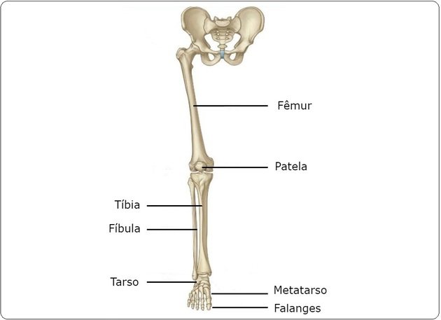 lower limb bones