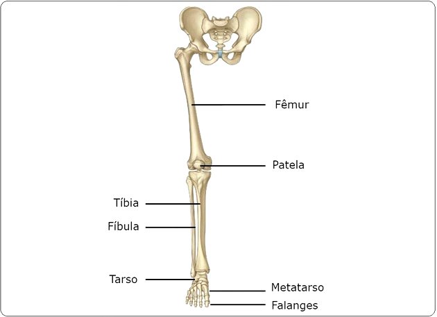 Esqueleto: o que é, anatomia, ossos e função - Enciclopédia