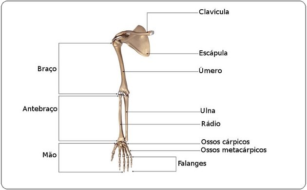 Estrutura Dos Ossos Do Corpo Humano