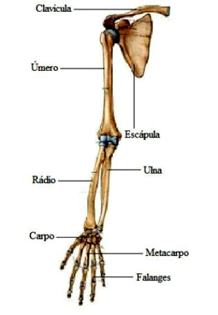 A escápula também chamada de omoplata, um dos dois grandes ossos da cintura  escapular em vertebrados