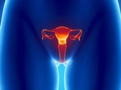 Ovarios Do Corpo Humano Feminino Quais São Os Principais Hormônios