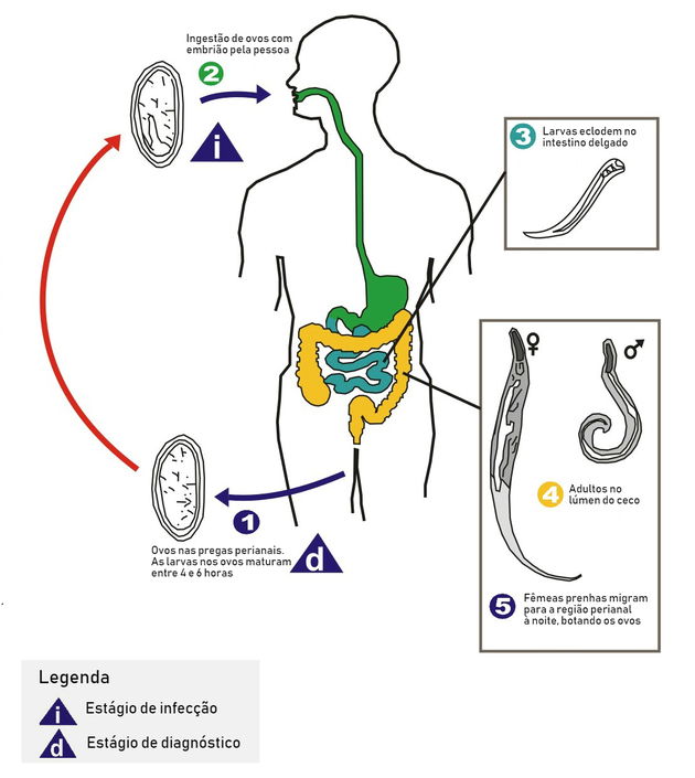 Jajasca enterobius vermicularis. Sintomas de virus papiloma en la mujer