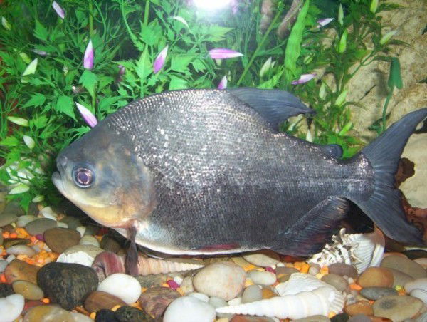 Pacu (Piaractus mesopotamicus)