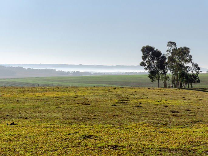 Pampas