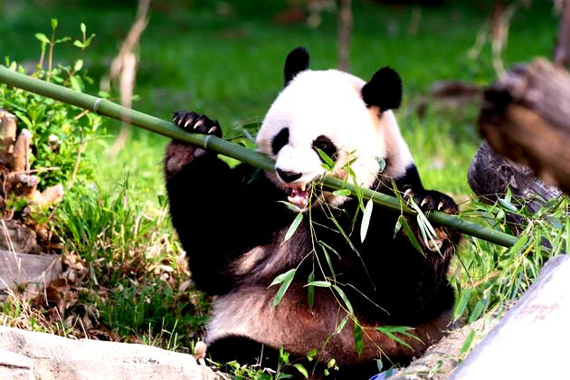 panda gigante