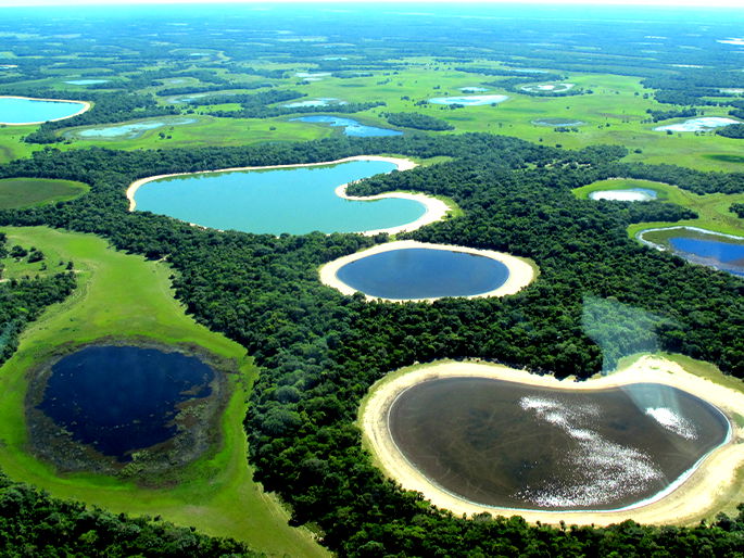 TIPOS DE VEGETAÇÃO NO BRASIL – GEO MODERNA