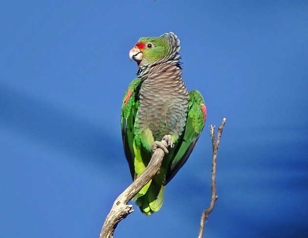 Papagaio-de-peito-roxo